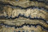 Mammoth Molar Slice With Case - South Carolina #377851-2